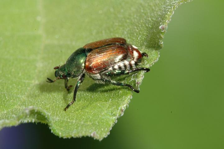 How to Get Rid of Japanese Beetles | Control Bugs and Garden Pests ...